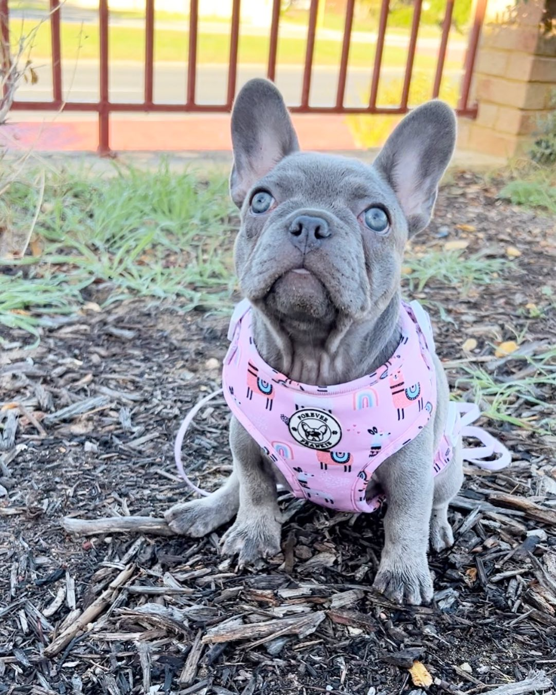 Lilac French Bulldogs Aren’t Just Rare, They’re Expensive! Guess How