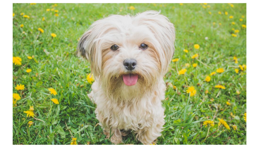 Dog Names That Start With 'R' for Every Canine Personality Rocky Kanaka