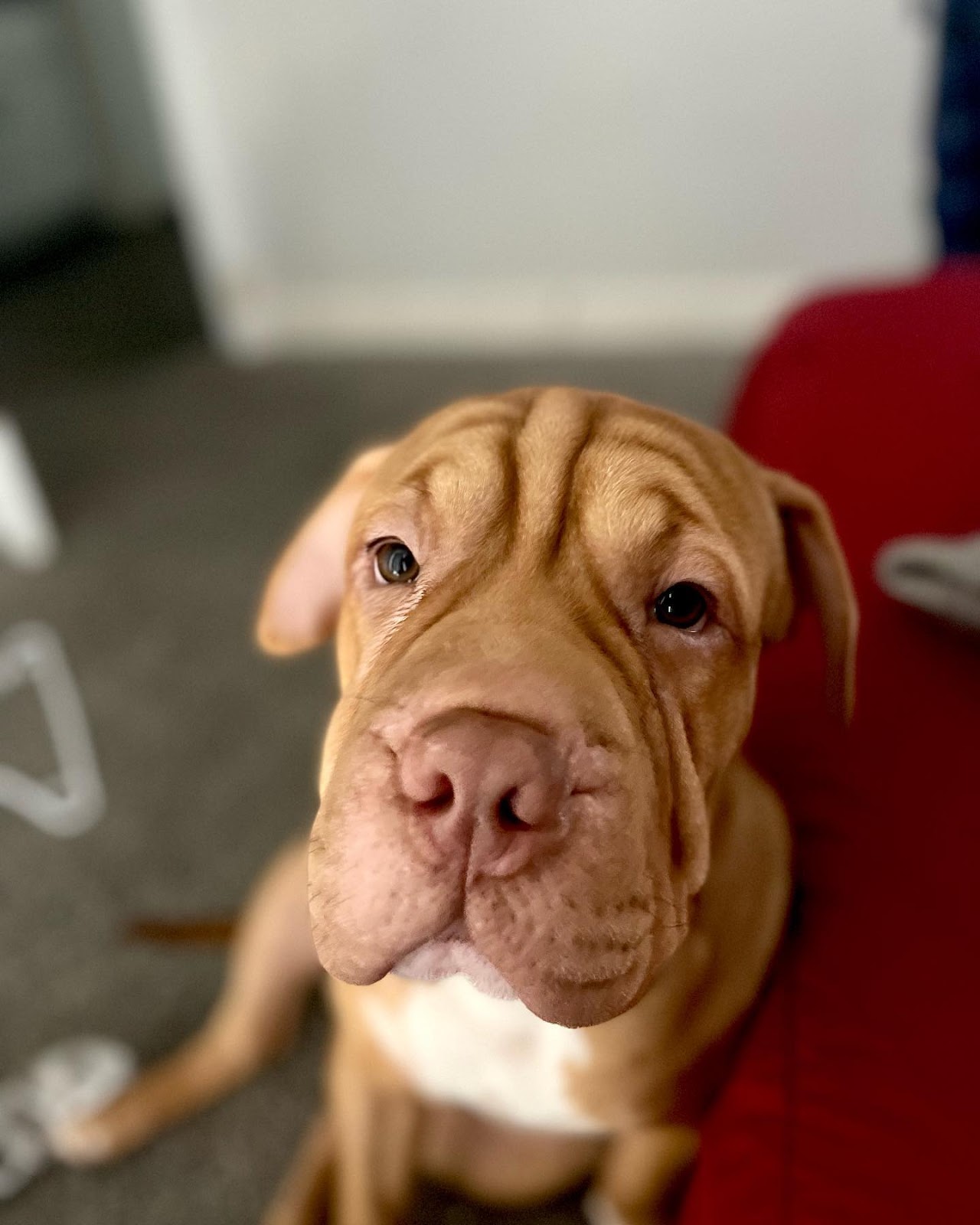 The Pit Pei A Guide to the Shar Pei Pitbull Mix [With Photos] Rocky