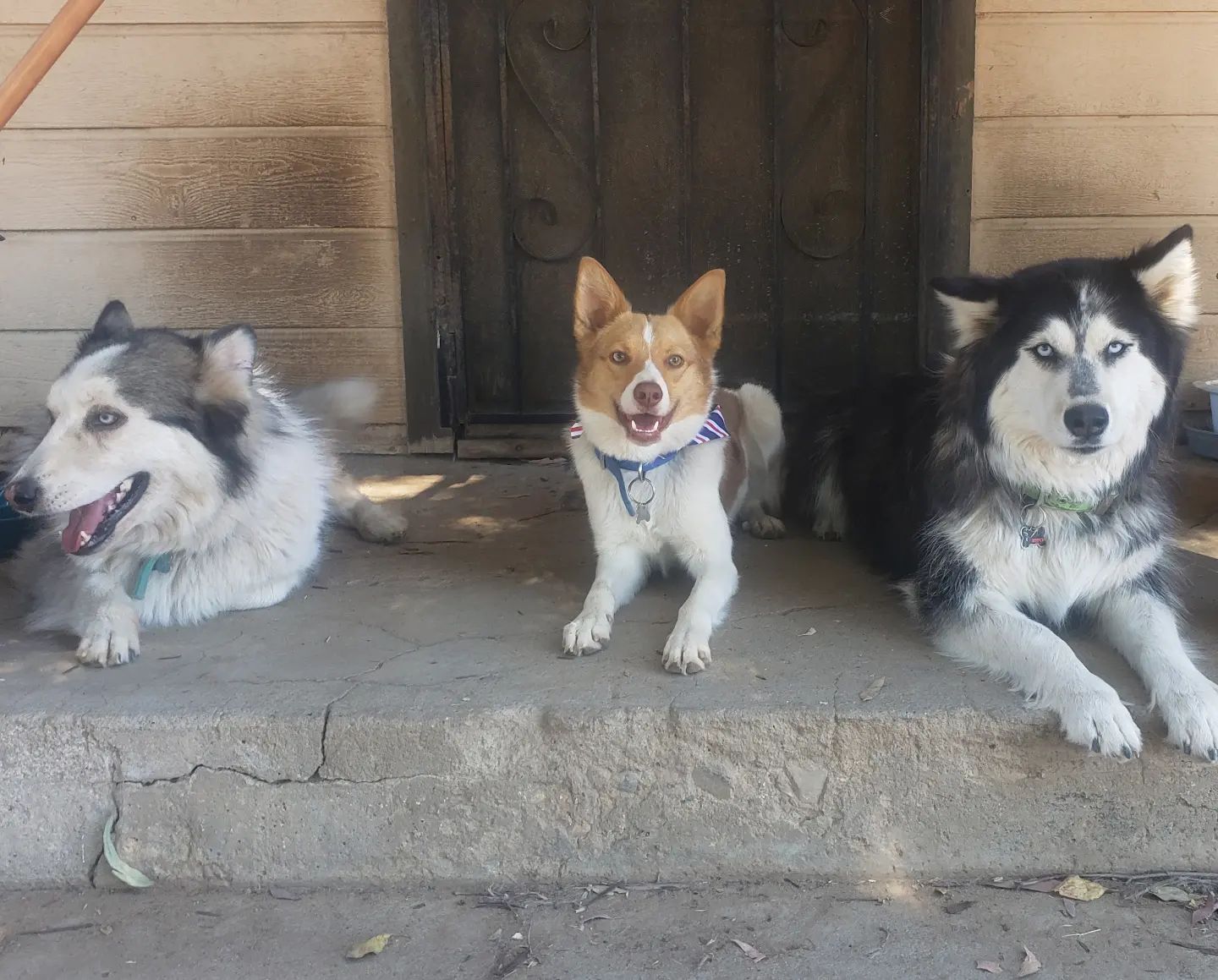 Auggie Dogs 101 Everything You Need to Know About This Unique