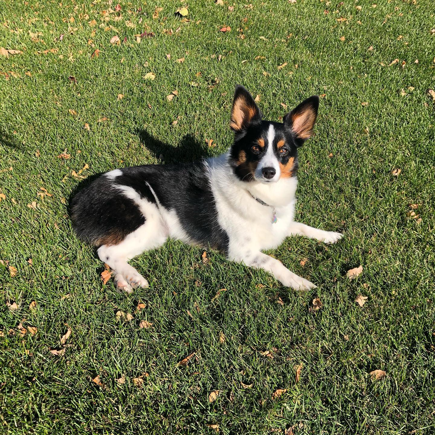 Auggie Dogs 101 Everything You Need to Know About This Unique