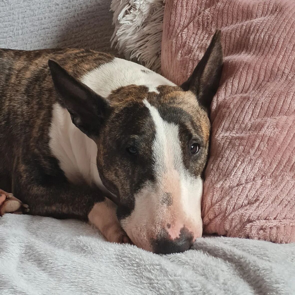 What Breed is the Famous Target Dog Bullseye? Rocky Kanaka