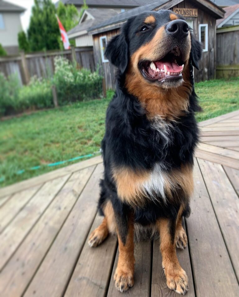 The Latest Designer Dog That's Breaking the Why Everyone's