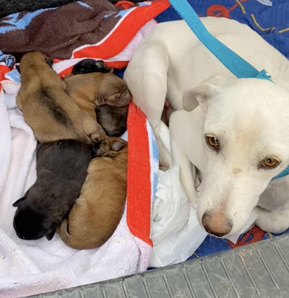 Abandoned Dog Gives Birth to 6 Puppies in Remote Cave; When Rescuers