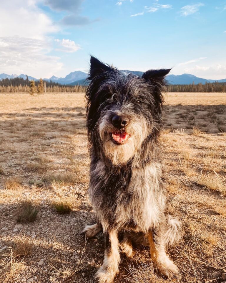 Fluffy, Scruffy & Tough as Nails Meet the OneofaKind Idaho Shag Dog
