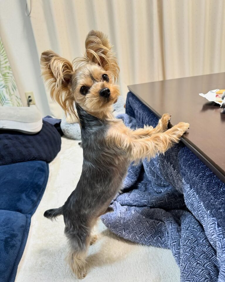 The 1 Worst Dog Breed For Apartments, According To Property Managers