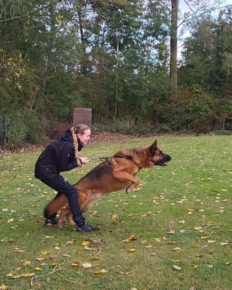 The 1 Worst Dog Breed For Apartments, According To Property Managers