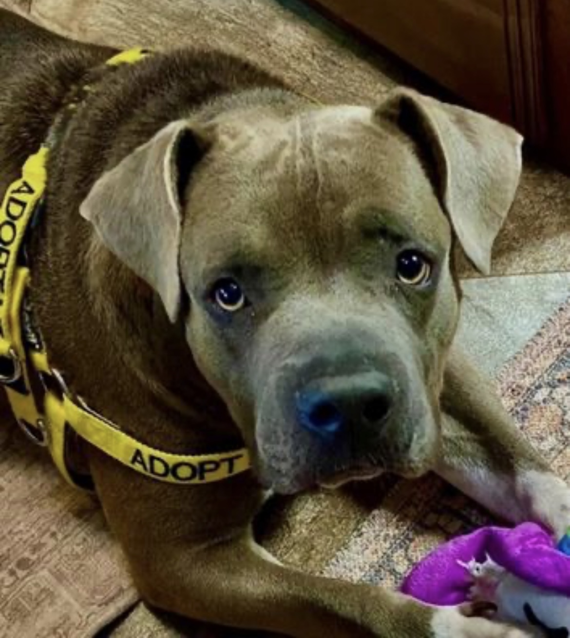 Urgent Plea To Adopt Beck Oliver, a PERFECT Dog Rocky Kanaka