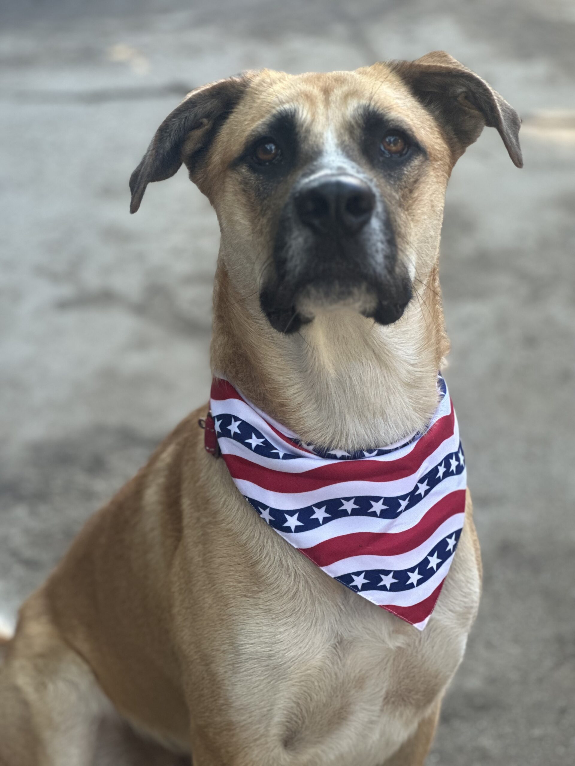 Tito up for Adoption Rocky Kanaka