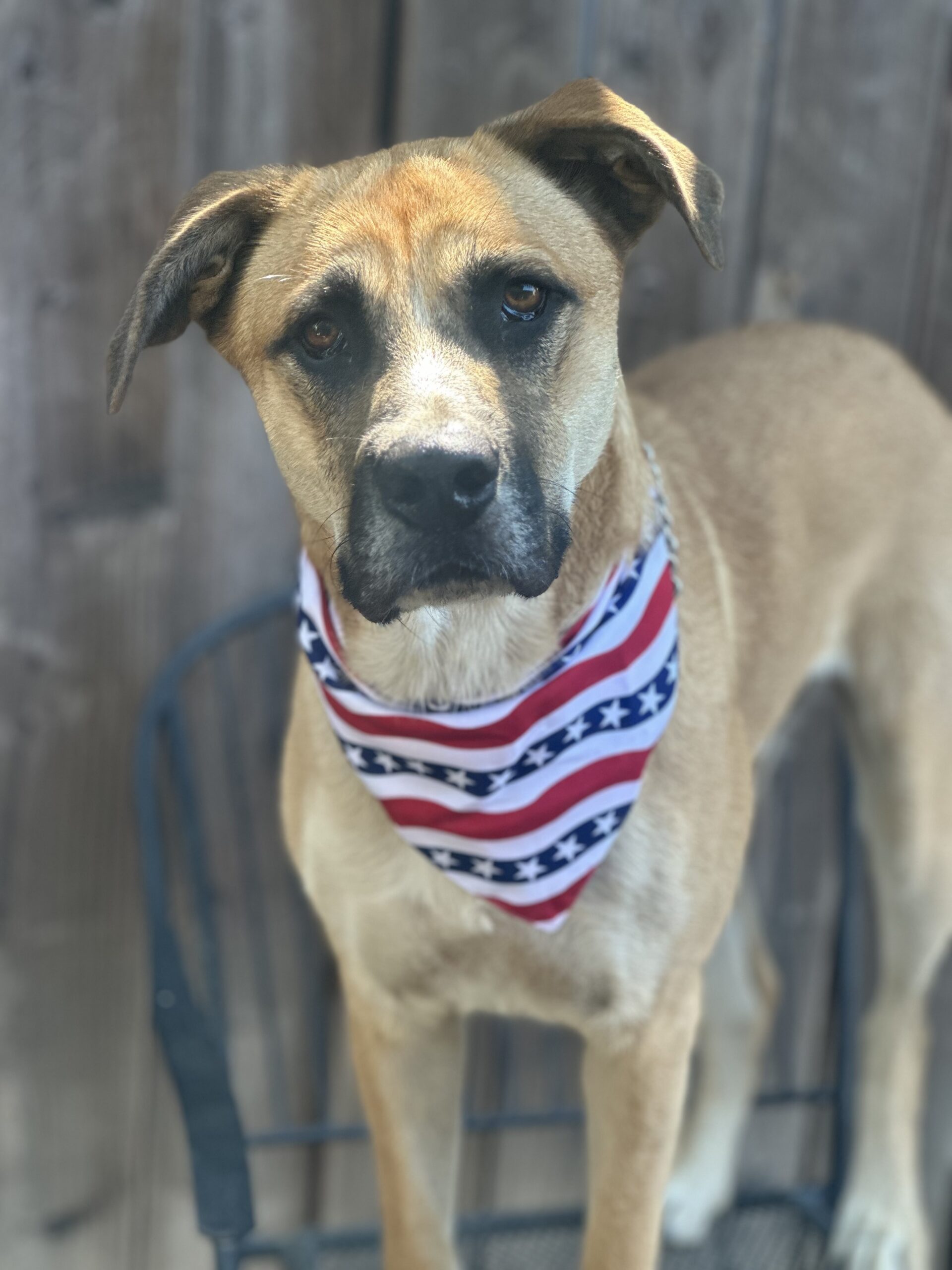 Tito up for Adoption Rocky Kanaka