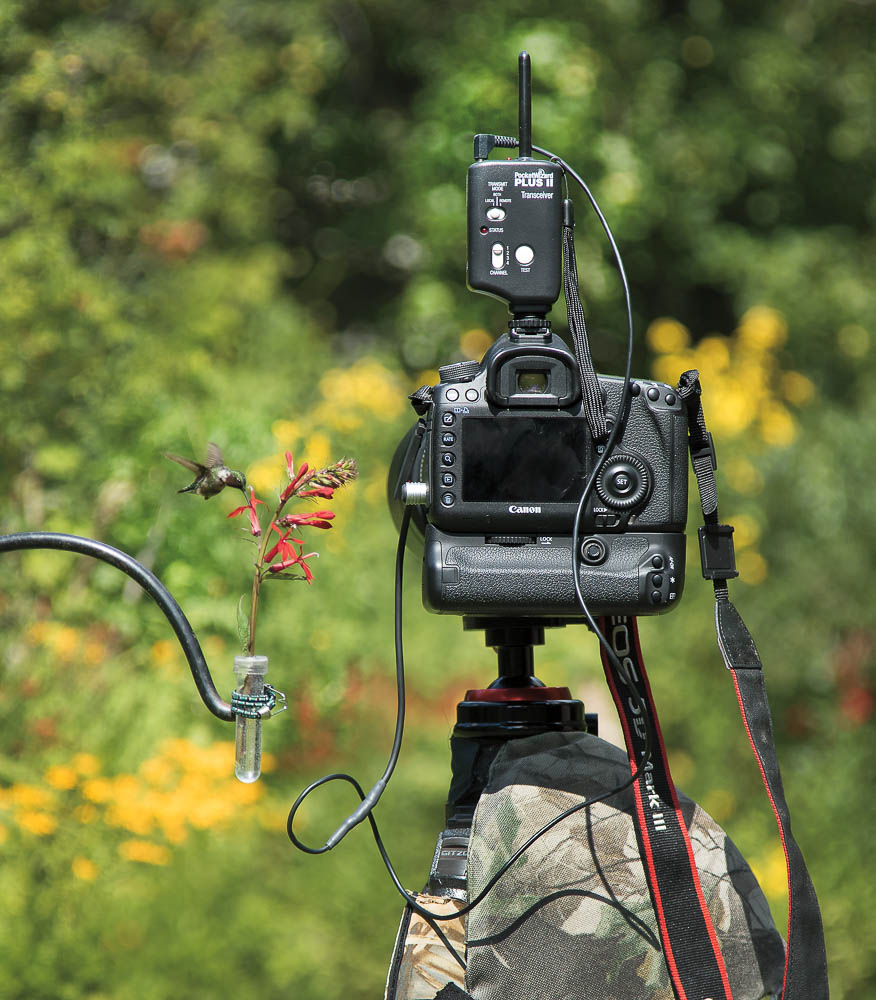 How to Photograph Hummingbirds in Flight RockyNook