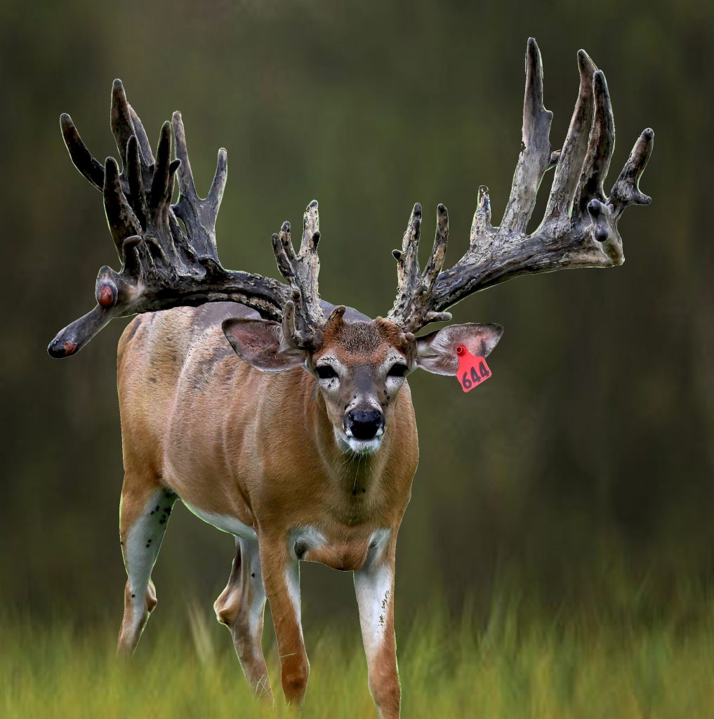 Whitetail Deer Semen For Sale Rocky Ridge Whitetails