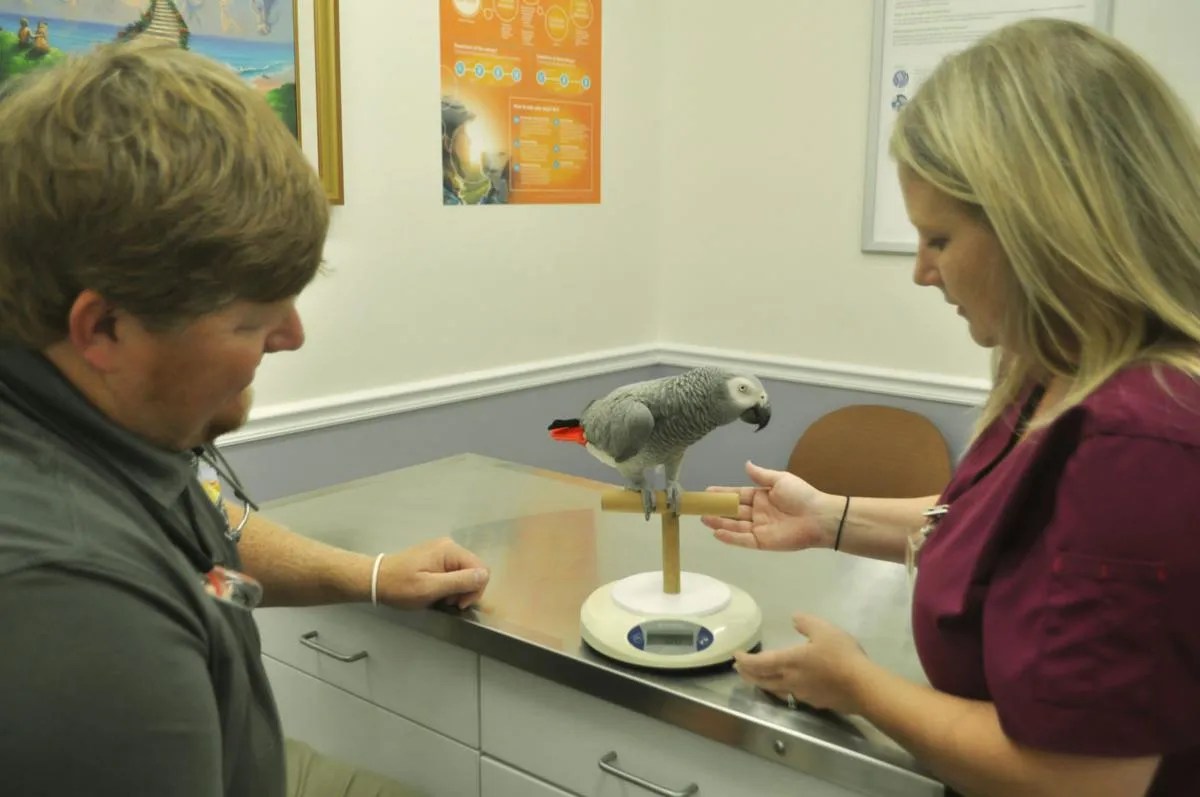 Exotics Rocky Top Veterinary Hospital