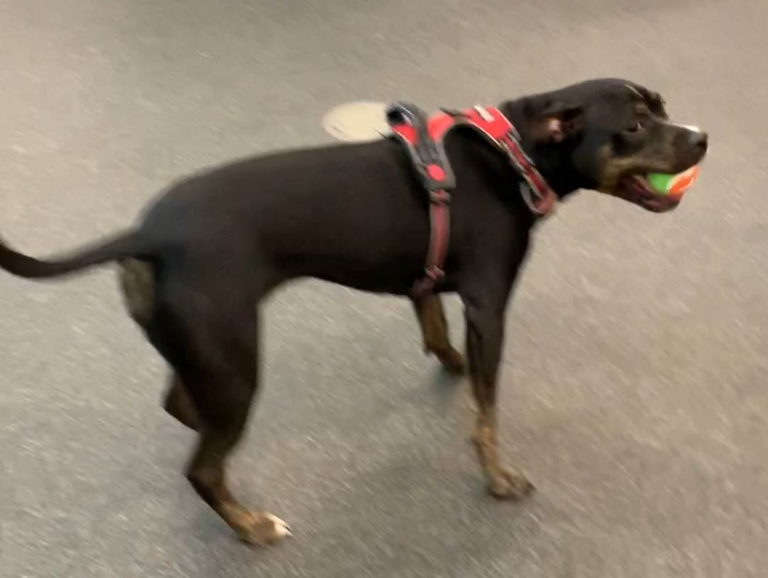 How Do I Get My Dog Tested