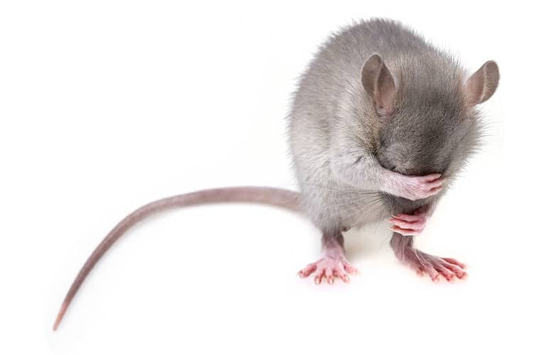 3 Reasons Why Your Pet Rat Is Grooming (Itself, Each Other And You)