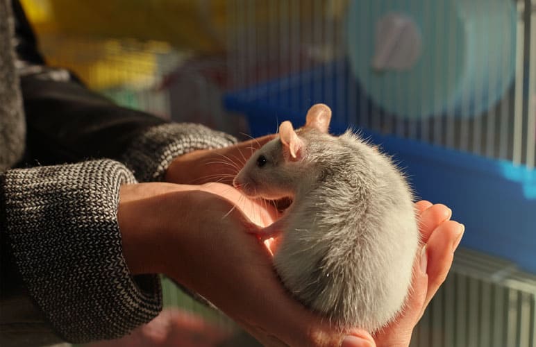How To Bond With Your Pet Rat Quickly! (+ How Long It Takes) Rodent