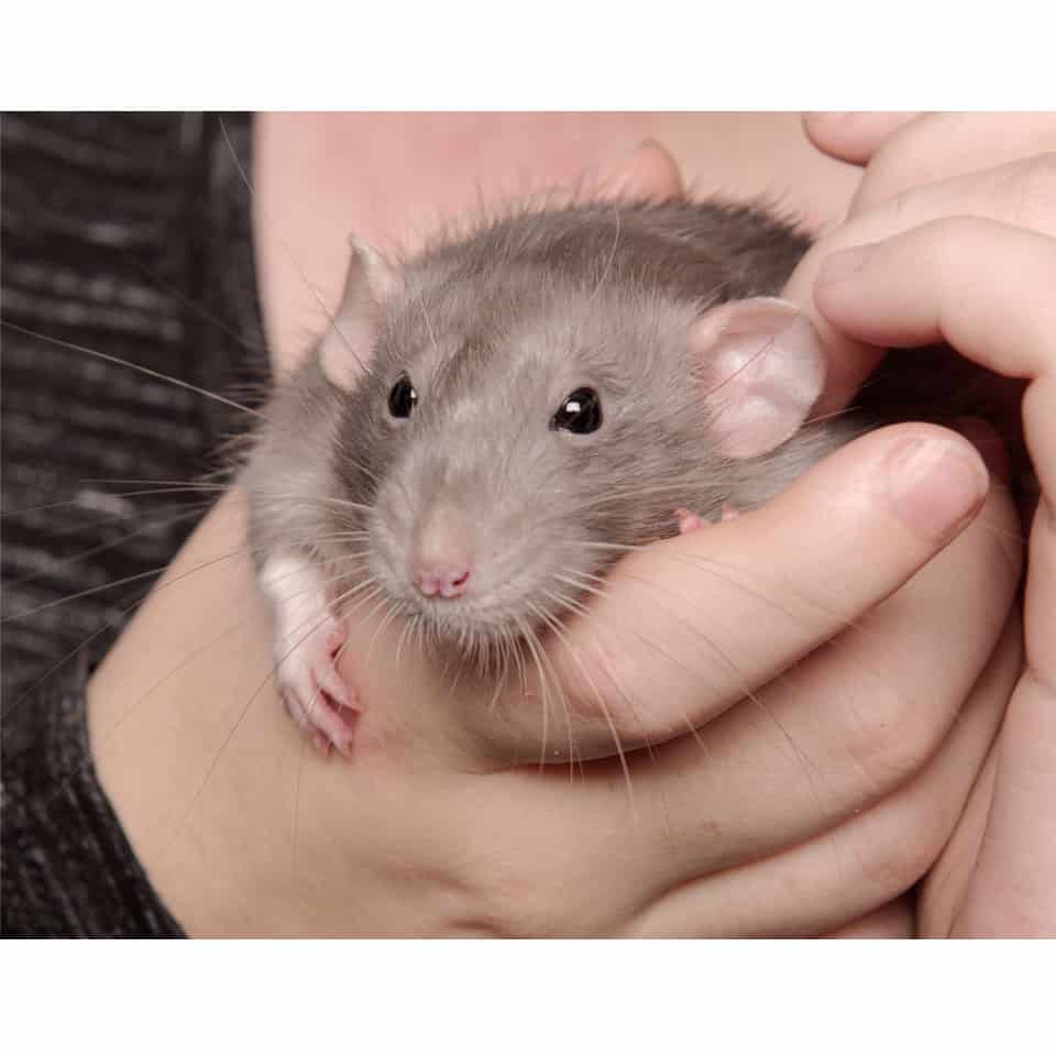 Rodent Friends A Place To Learn About Pet Rats, Hamsters, Rabbits And Other Rodents! All of
