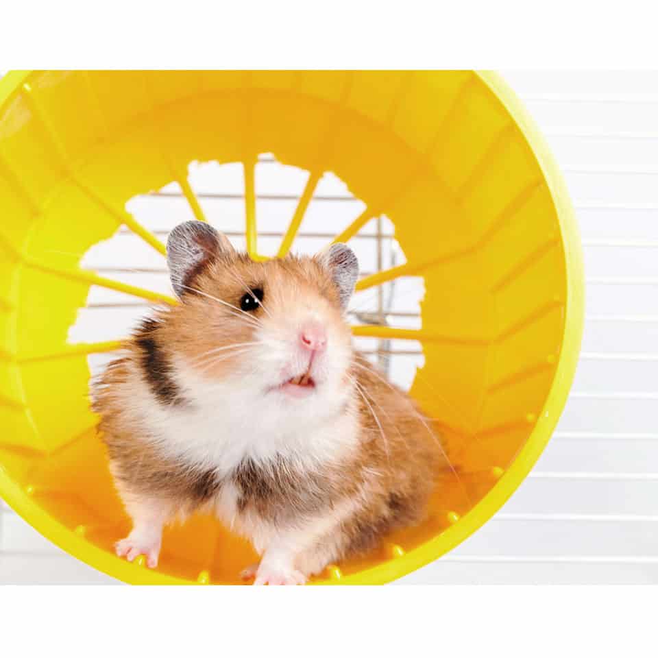 How To Care For A Pet Syrian Hamster (With Tips!)