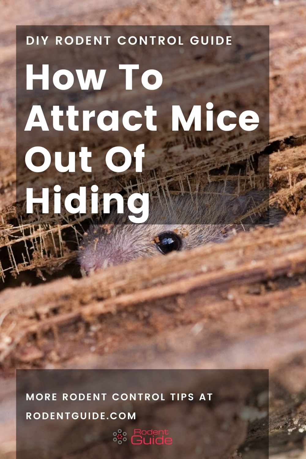 How To Attract Mice Out Of Hiding DIY Rodent Control