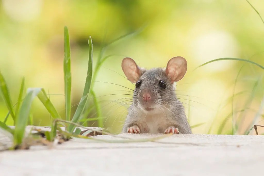Have You Seen A Rat In Your Garden In Daylight? DIY Rodent Removal