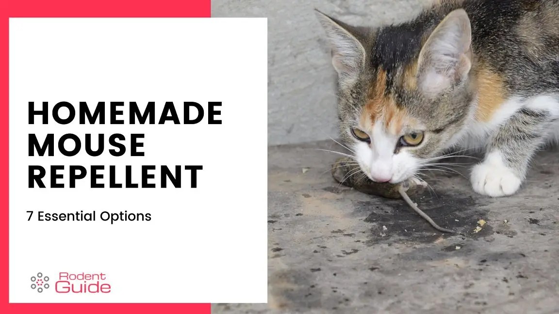 Homemade Mouse Repellent 7 Essential Options DIY Rodent Control