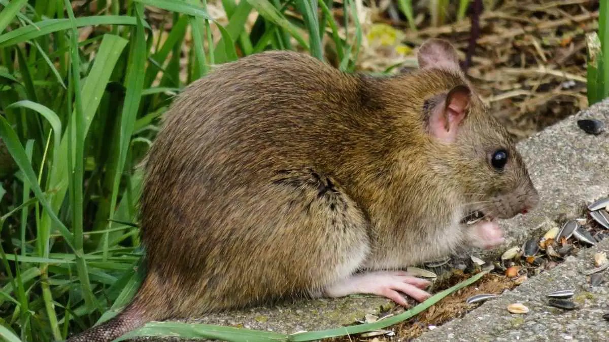 What do Rats Sound Like In Walls? Here's Our Guide DIY Rodent Control