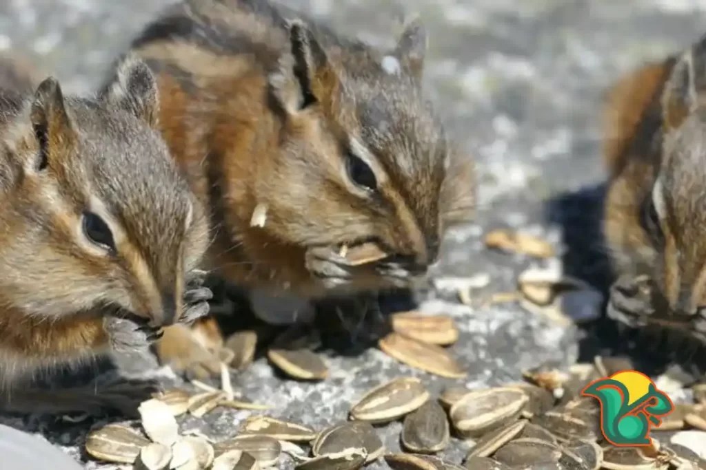 How Many Chipmunks Can Live Together? Find Your Answer Here