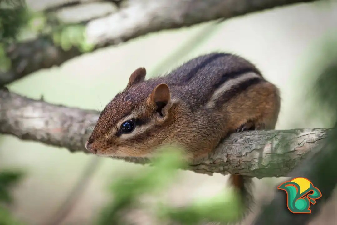 Where Do Chipmunks Live? The Territory of Chipmunks