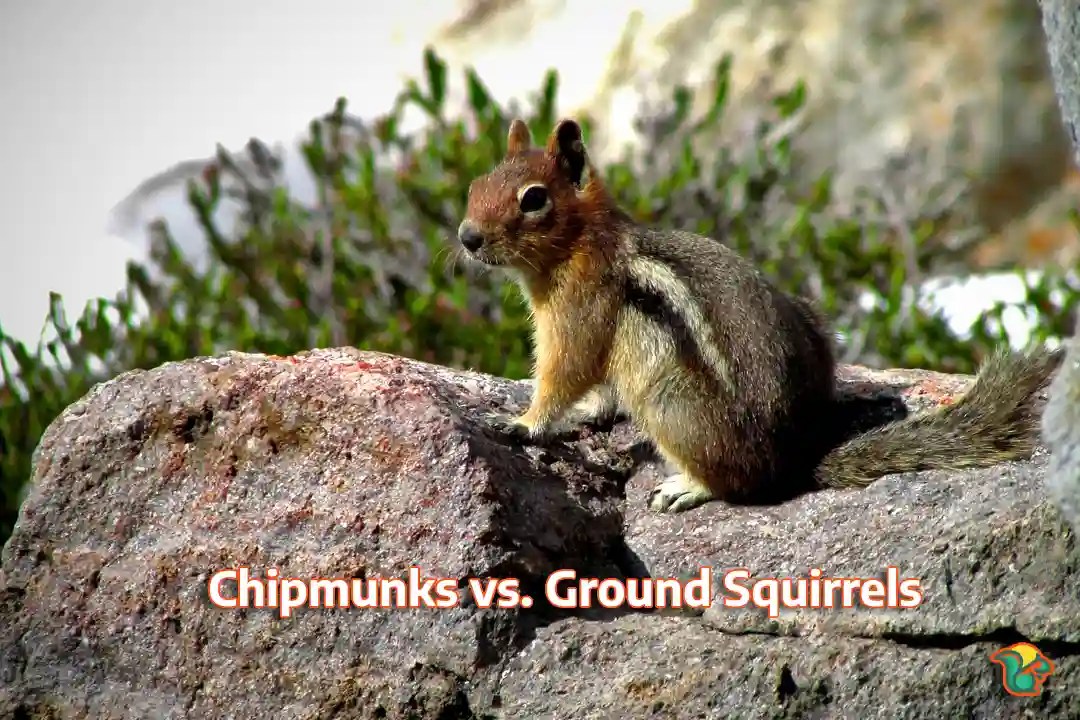 Chipmunks vs. Ground Squirrels! [Pictures and Chart] Rodent Facts