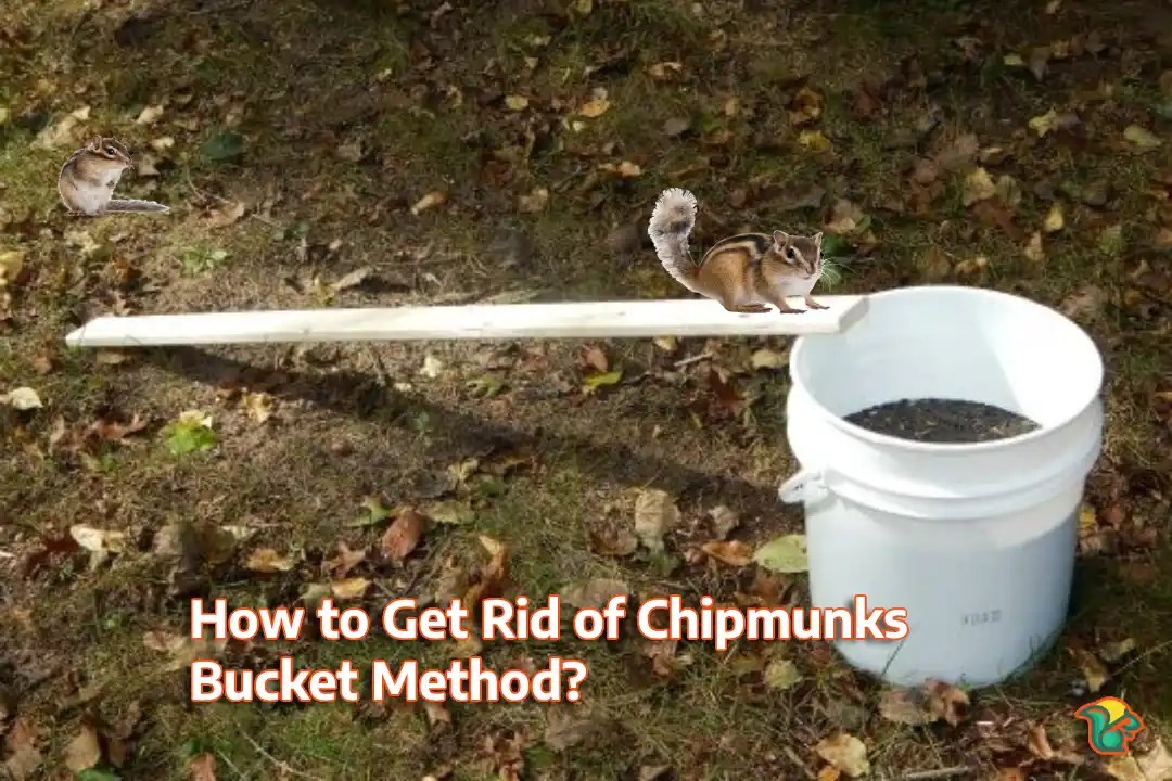 How to Get Rid of Chipmunks Bucket Method? Rodent Facts