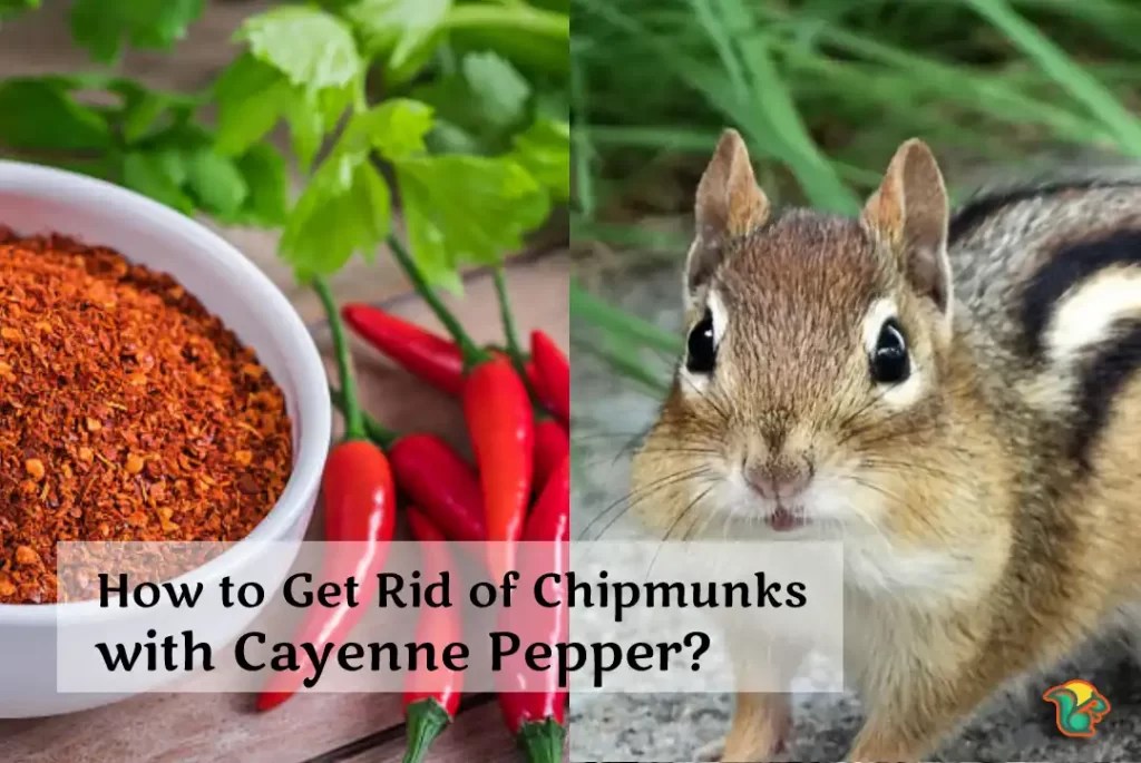 How to Get Rid of Chipmunks with Cayenne Pepper? Rodent Facts