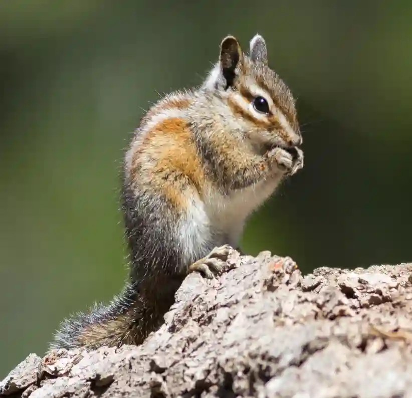 Chipmunks vs. Ground Squirrels! [Pictures and Chart] Rodent Facts