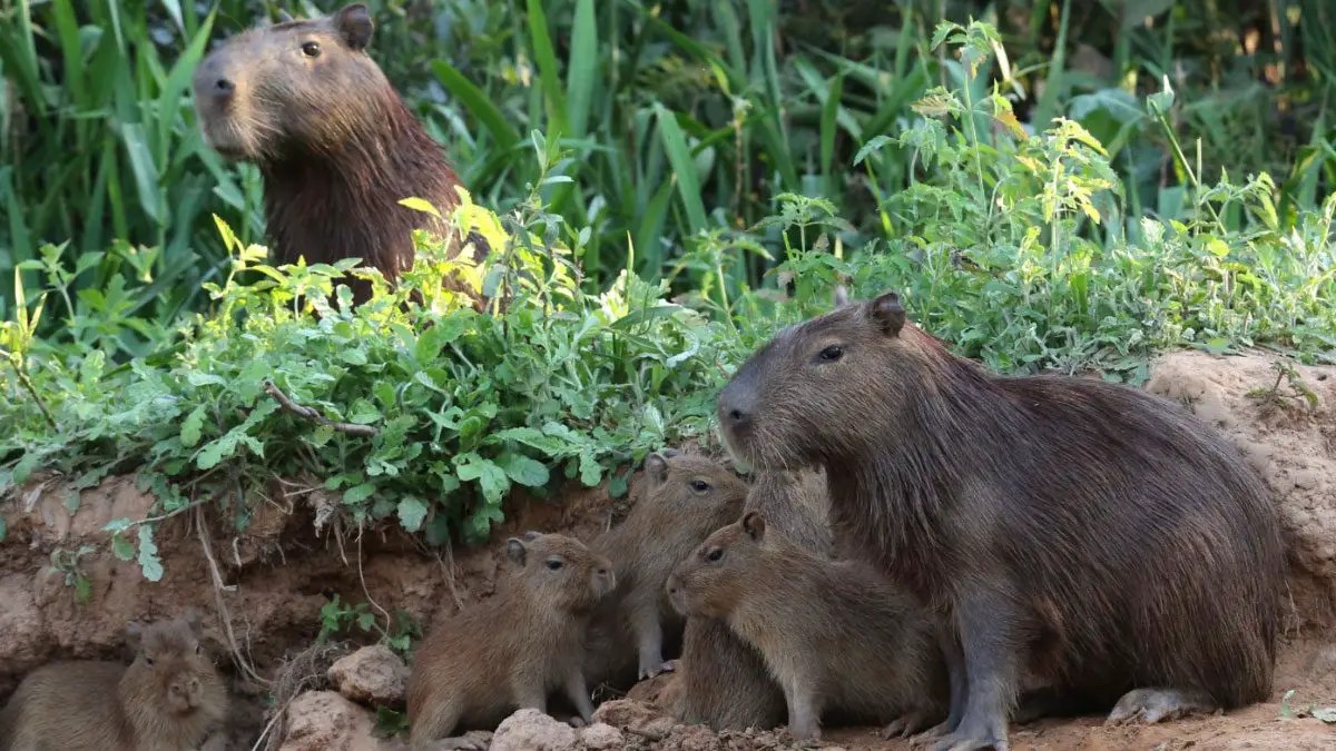 Capybara Care 101 Essential Tips for Keeping Your Pet Healthy and Happy
