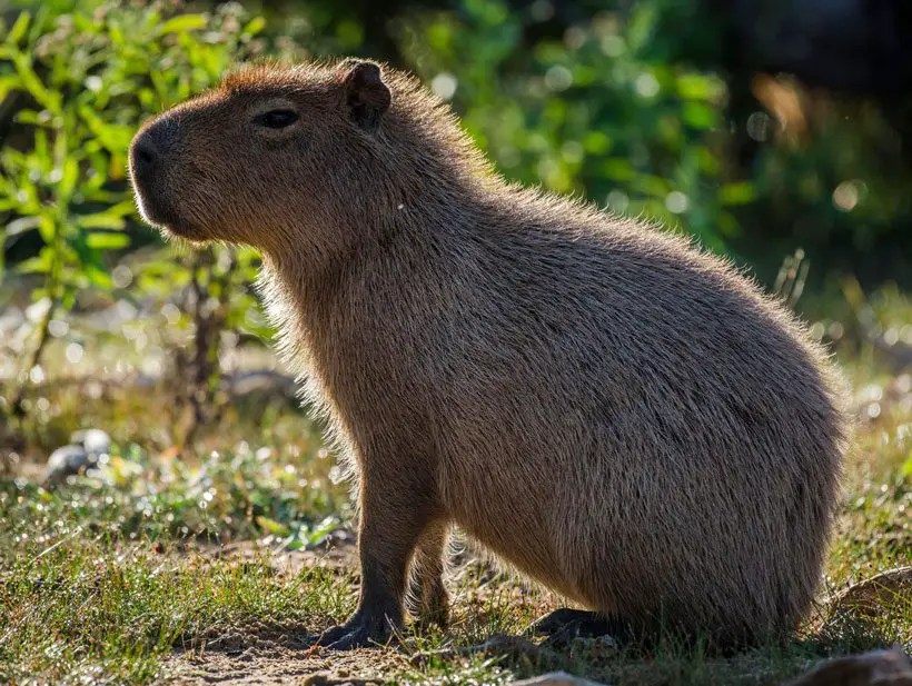 Capybara Care 101 Essential Tips for Keeping Your Pet Healthy and Happy