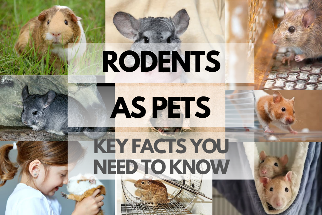 Worried About Rodents as Pets? We Have Answers Rodents For Pets