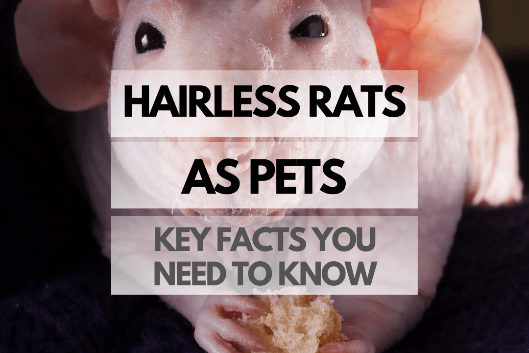 Hairless Rats as Pets Key Facts You Need to Know Rodents For Pets