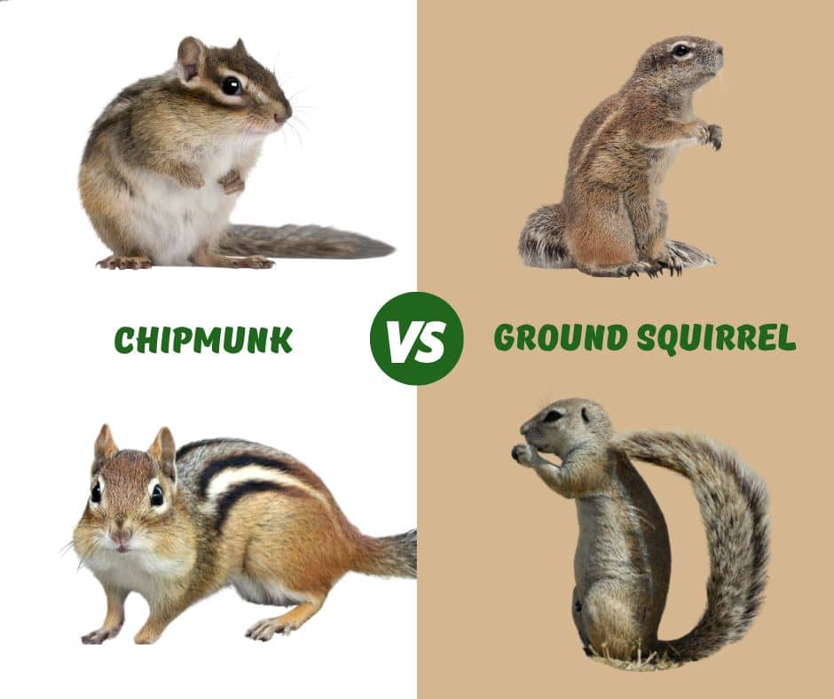 Chipmunk Vs Ground Squirrel Identification Guide! Rodents Info