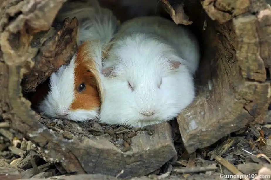 Do Guinea Pigs Sleep with Eyes Open? Rodents Info