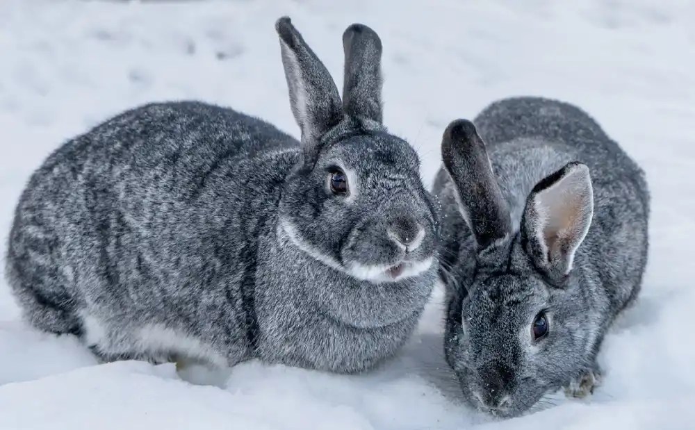 Can Chinchillas Live with Rabbits? A Comprehensive Guide