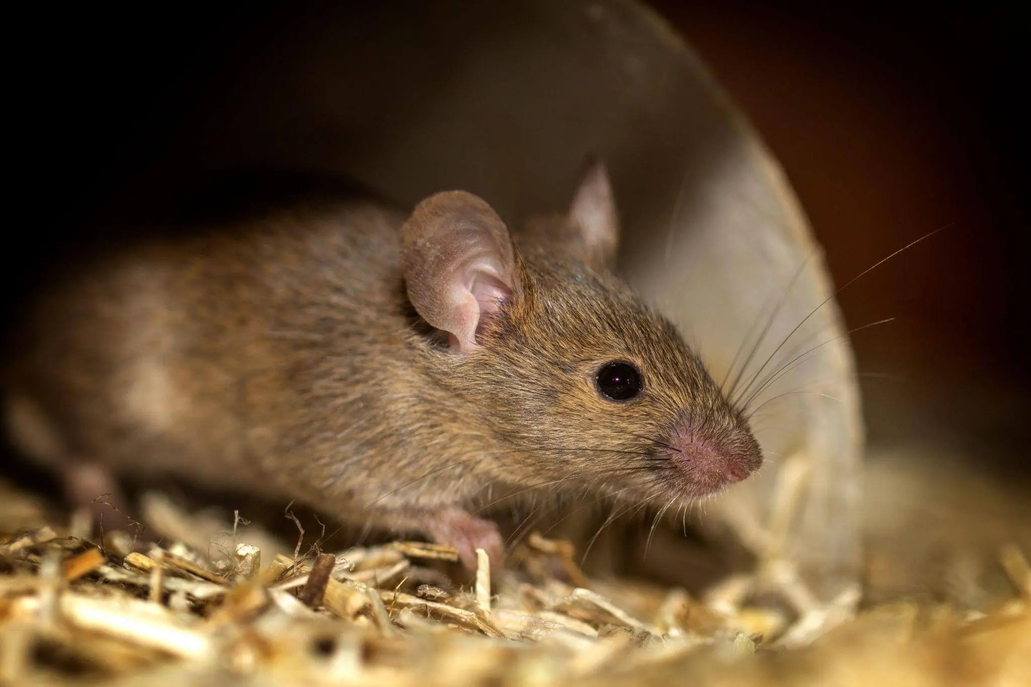 Mice Control Services Bradenton Rodent Solutions, Inc