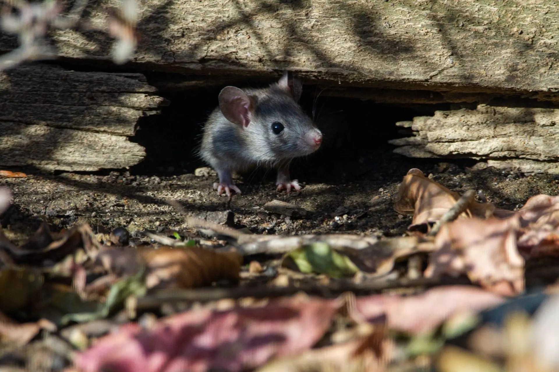 How To Get Rid Of Rodents On Your Bradenton Property