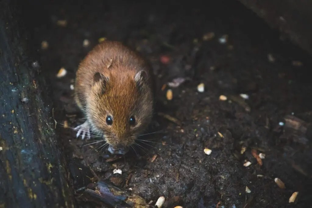 Five Diseases Spread by Rodents in Florida