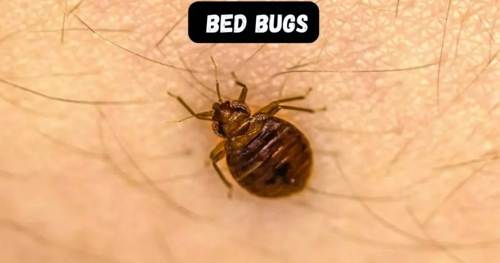 Bed Bug Extermination Rodent Solutions Inc.
