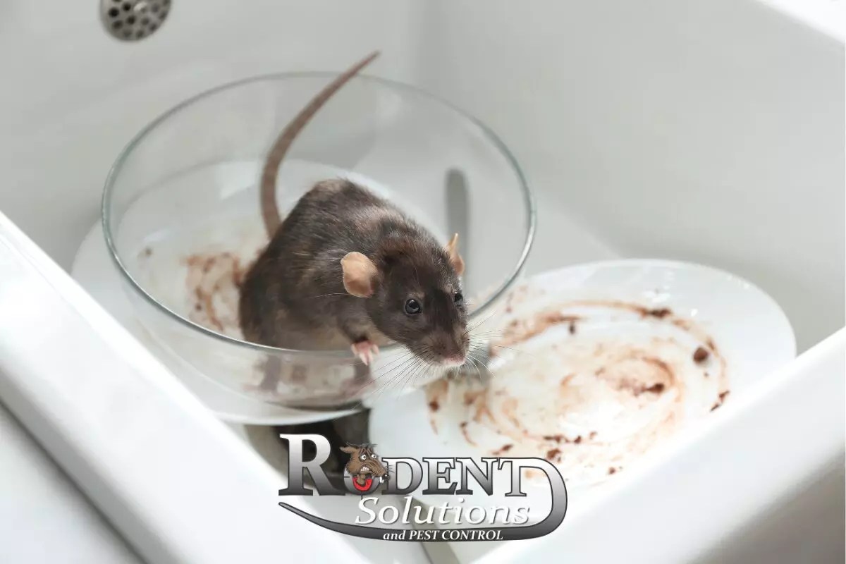 What attracts rats to my house?