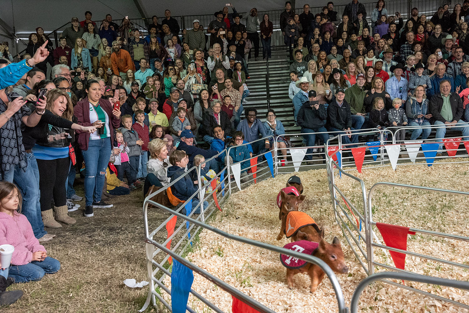 Pig Races Rodeo Austin