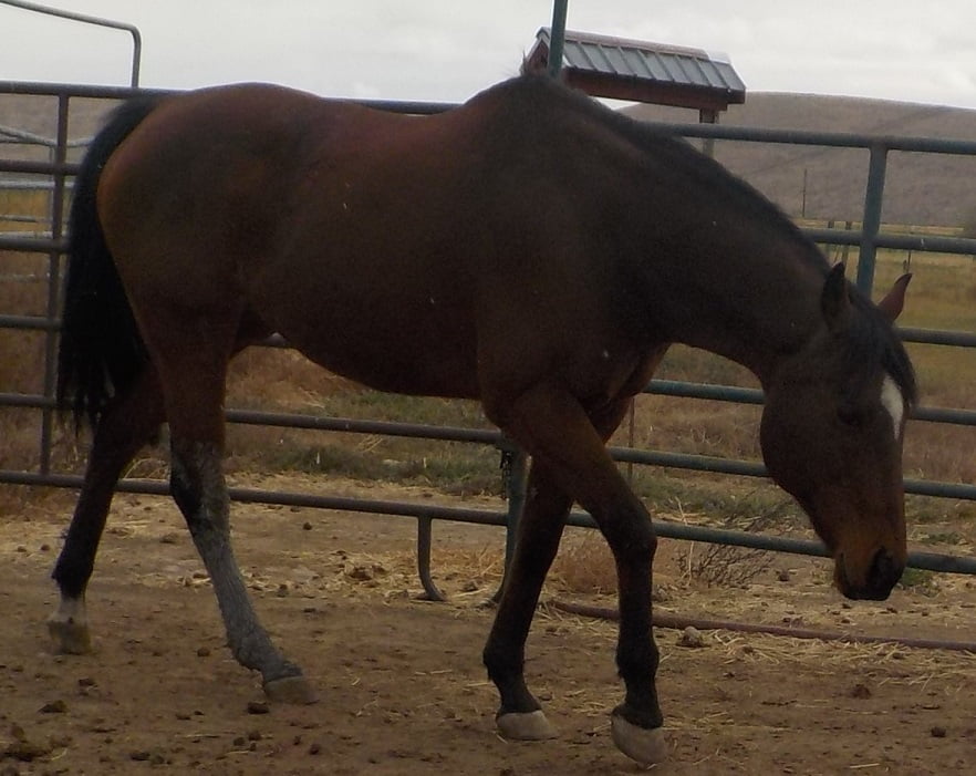 Cash Rodeo City Equine Rescue