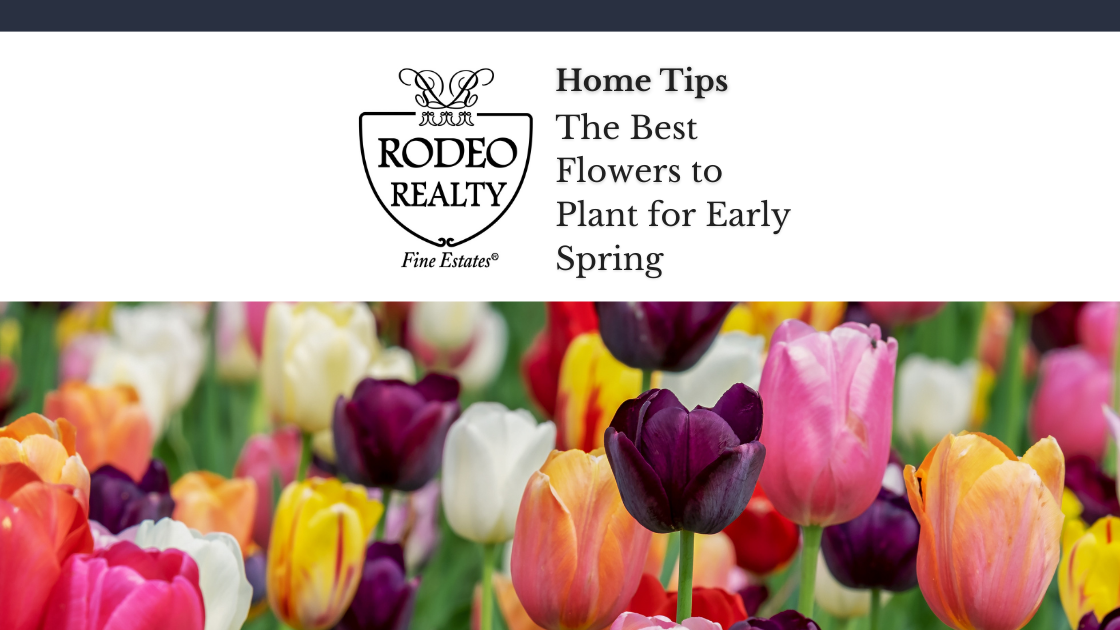 The Best Flowers to Plant for Early Spring Home Tips Rodeo Realty