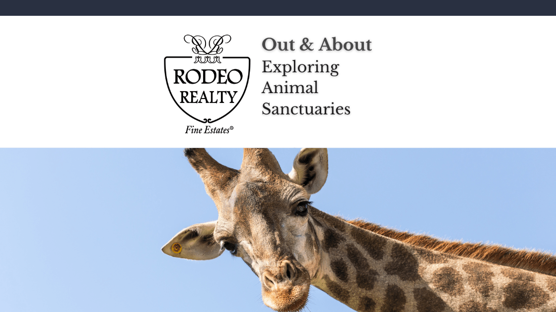 Homes for Sale Rodeo Realty