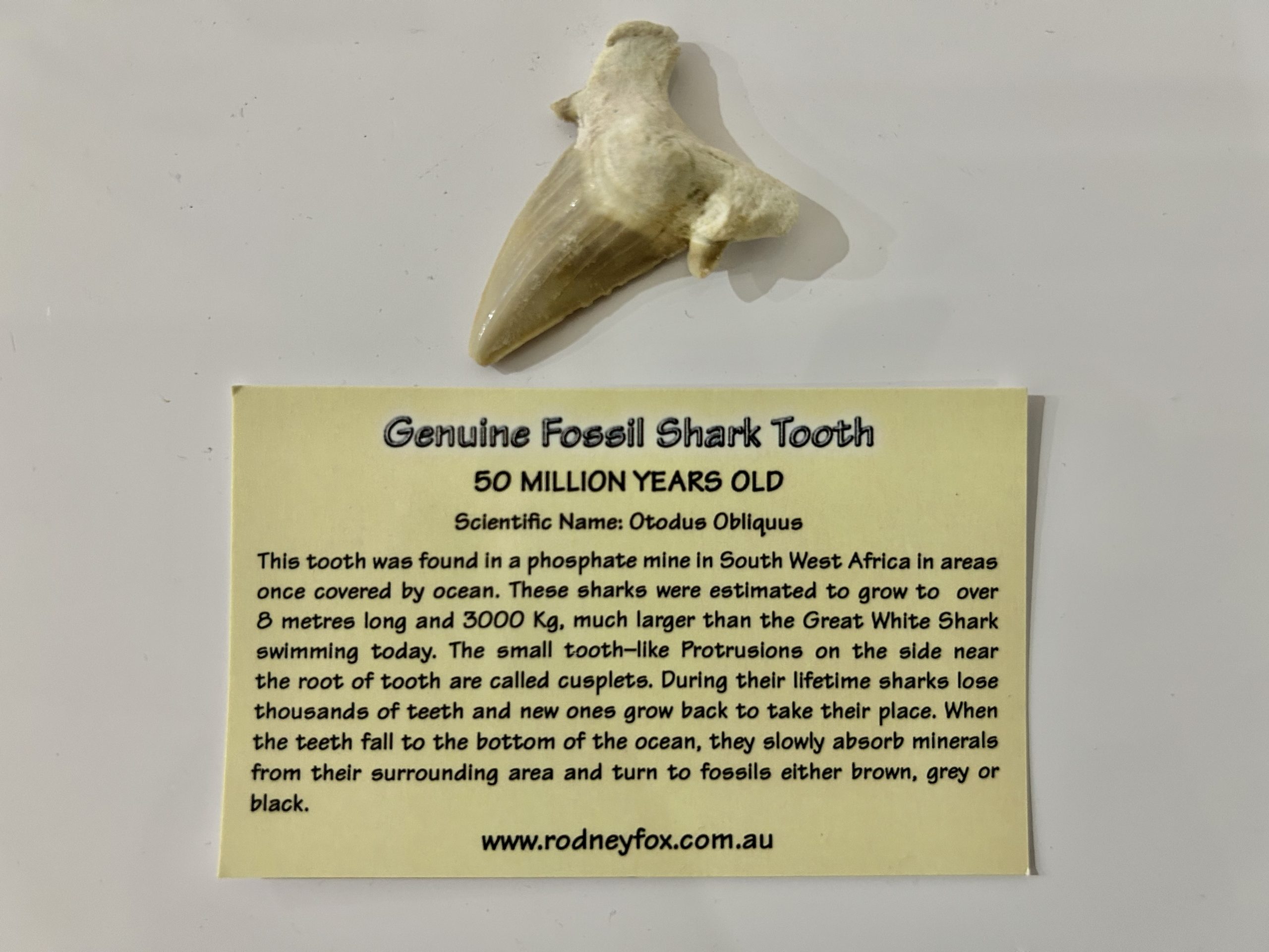 Genuine Fossil Shark Tooth Rodney Fox Shark Expeditions