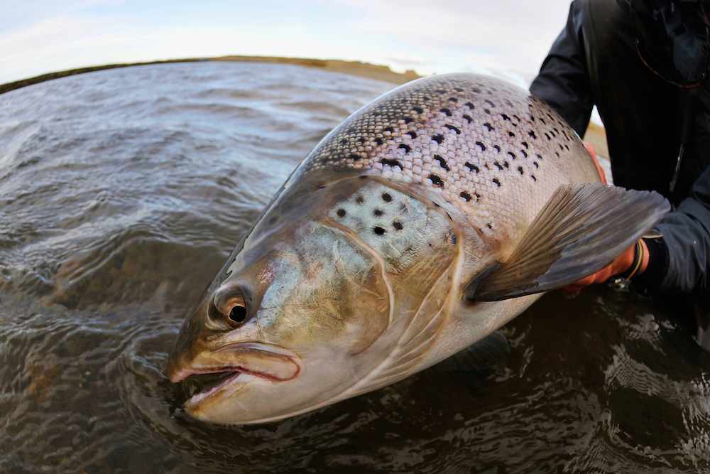 Trout Worms. How To Fish Plastic Worms